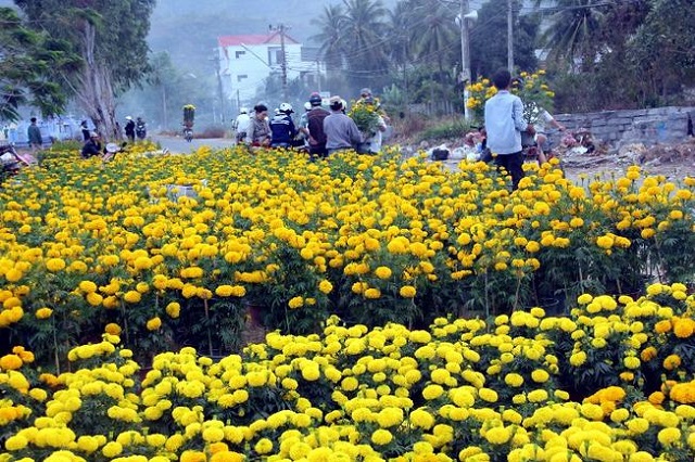 Khám phá chợ hoa vạn thọ độc đáo khi du lịch tết ở Nha Trang